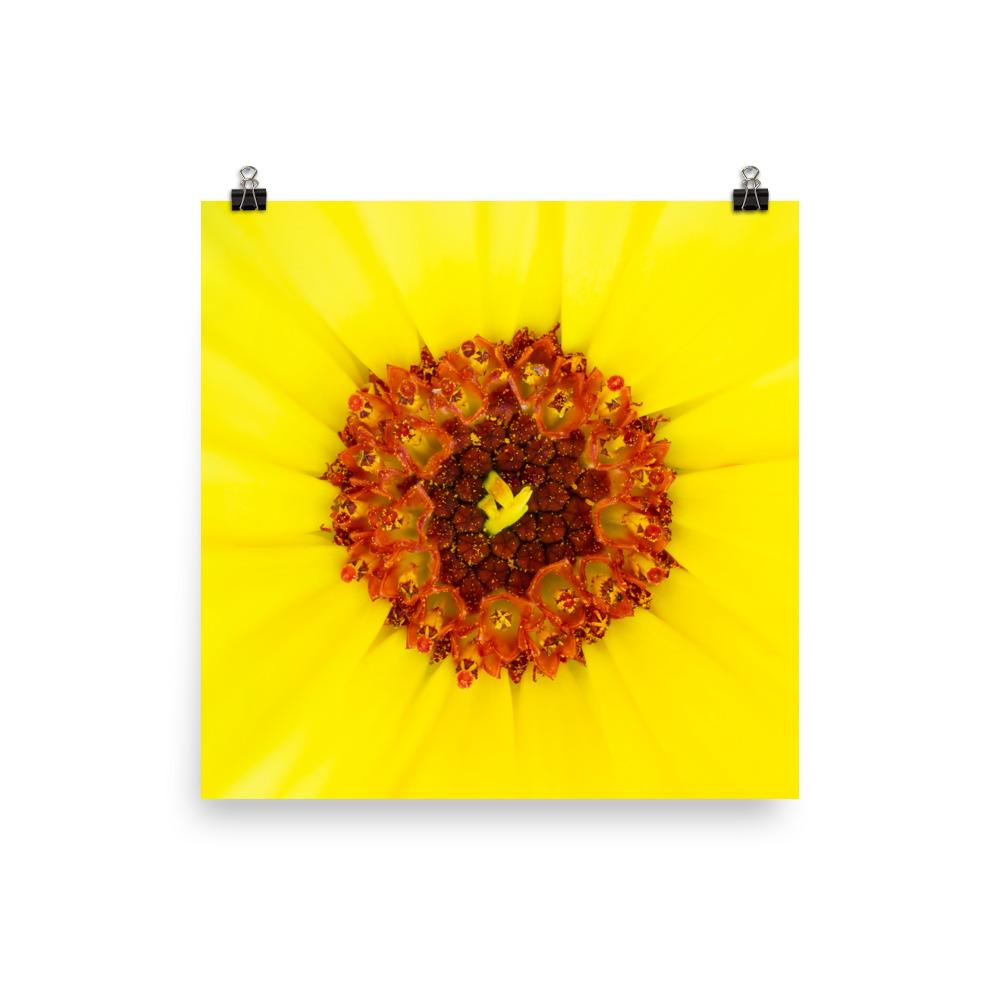 Ringelblume - Poster Werner Fiedler 25x25 cm artlia